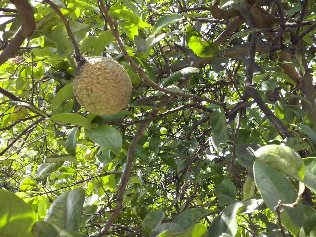 سانت ماري Villa Helena B&B المظهر الخارجي الصورة